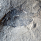 Illustration for article titled Creationist Digs up 60 Million Year-Old Fish Fossils